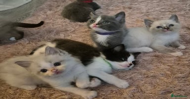 Ragdoll cats - Advert 11