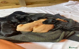 Cockerdor dogs for sale: Outstanding working gun puppies  - Image 15