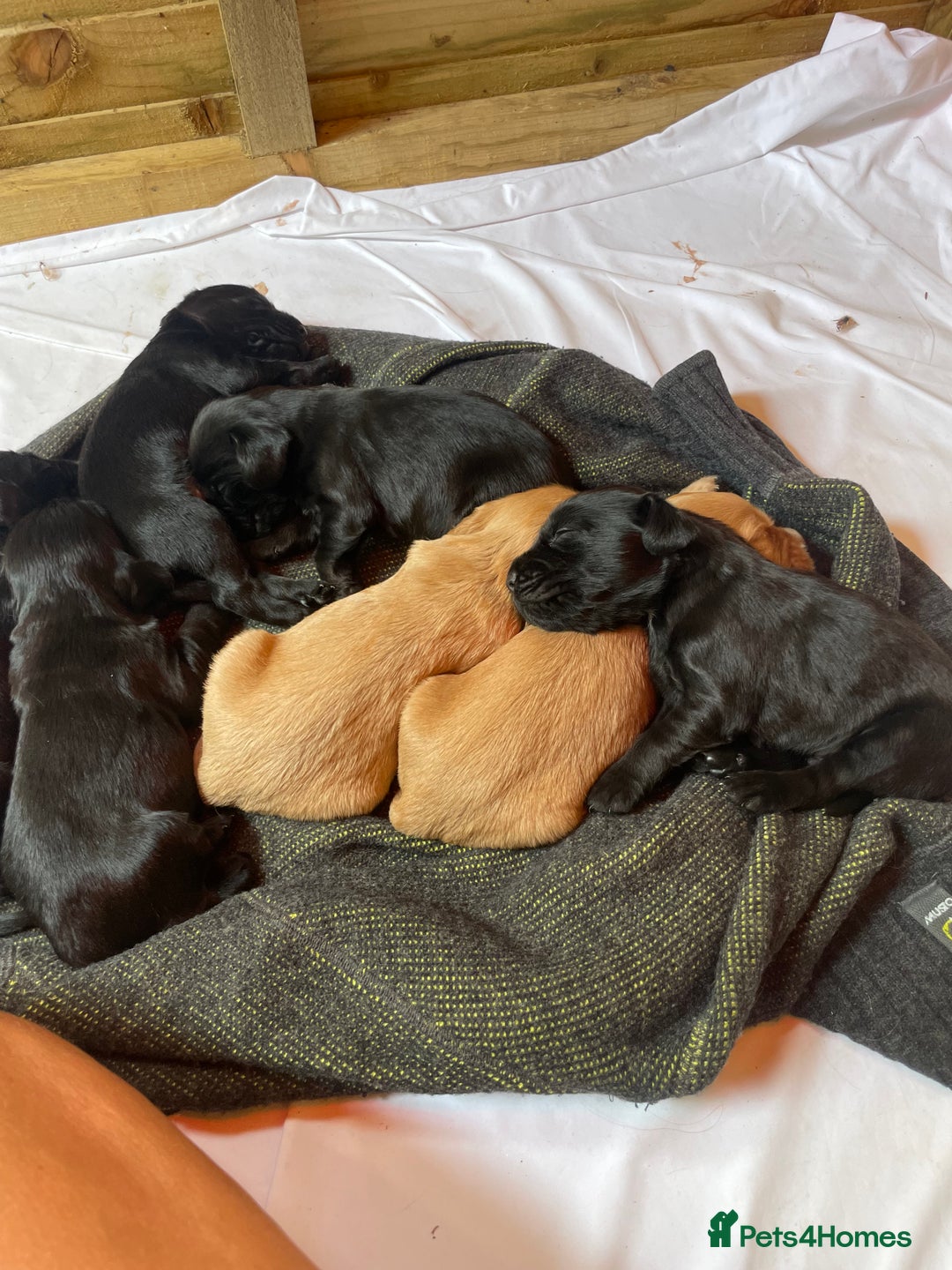 Cockerdor dogs for sale: Outstanding working gun puppies  - Image 15