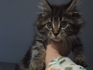 Maine Coon cats Last girly left to find her forever 🏡 😍 - Advert 13