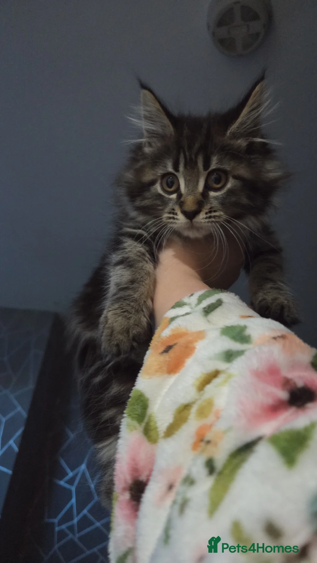 Maine Coon cats for sale: Last girly left to find her forever 🏡 😍  - Advert 3