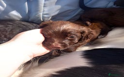 Cocker Spaniel dogs for sale: Cocker spanel  - Image 2
