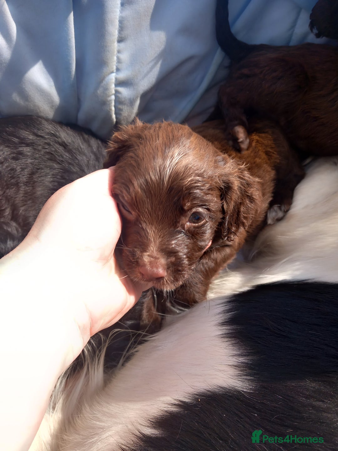 Cocker Spaniel dogs for sale: Cocker spanel  - Image 2