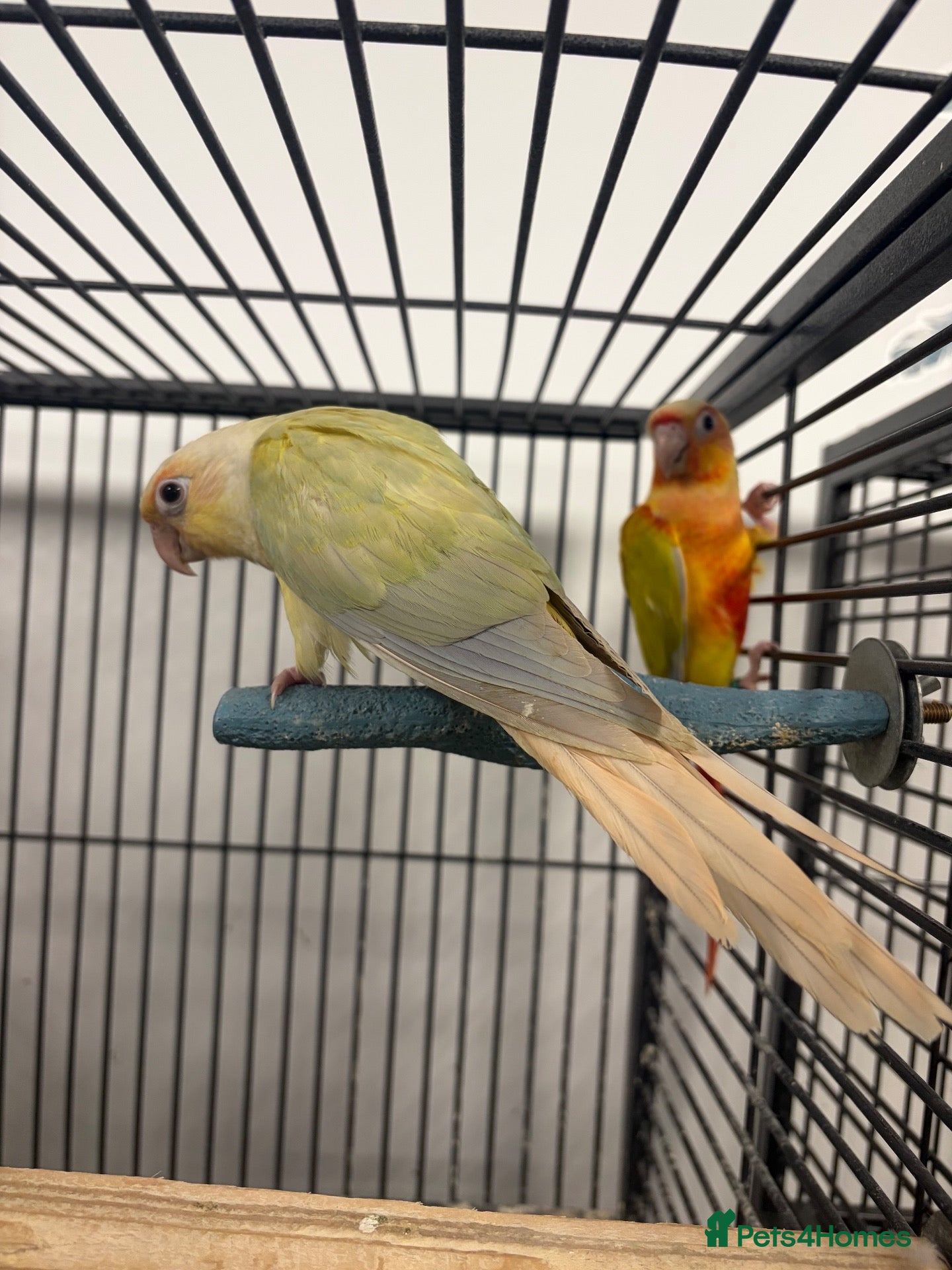 Conures birds Hand Reared Various Baby Conures  - Advert 16