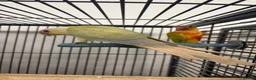 Conures birds for sale: Hand Reared Various Baby Conures  - Advert 1