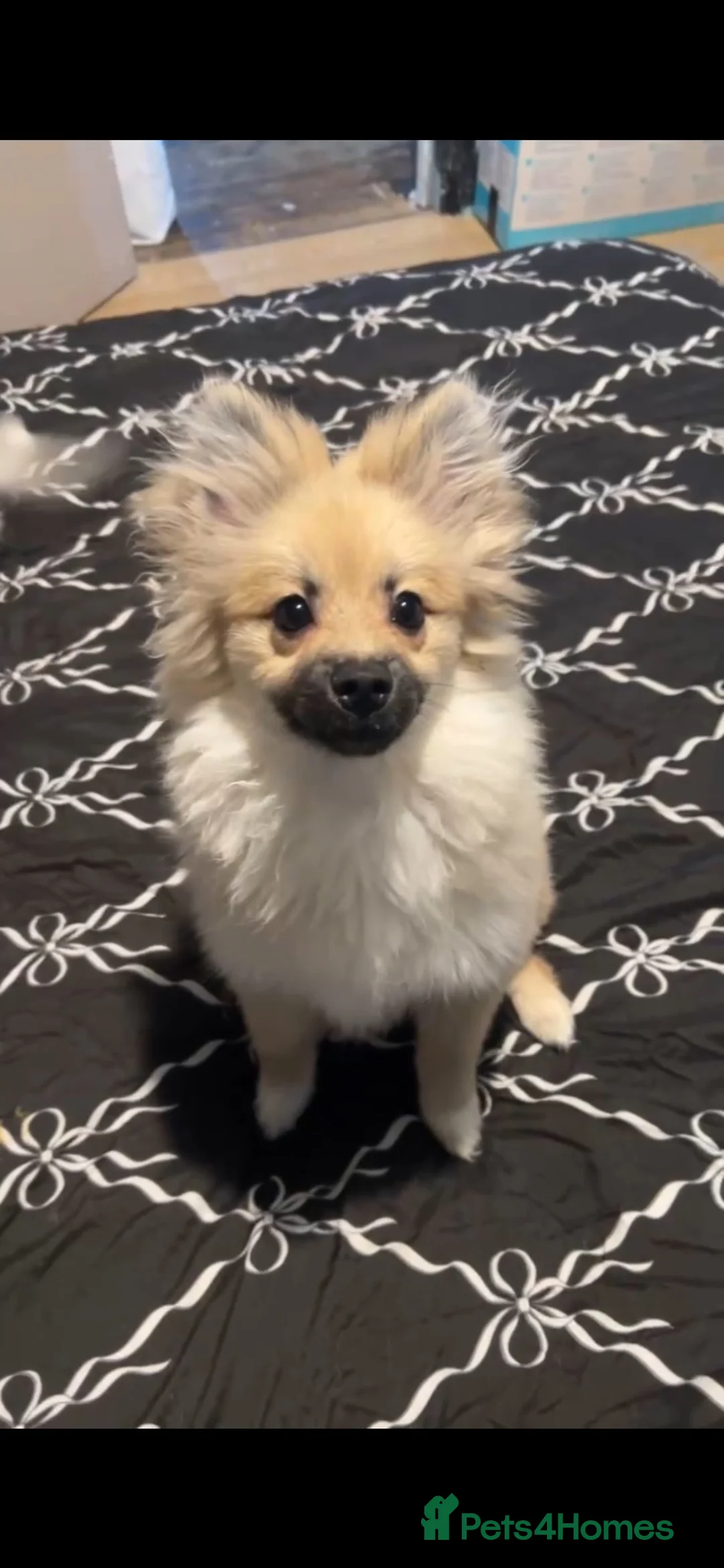Pomeranian dogs for sale: Pomeranian - Advert 2
