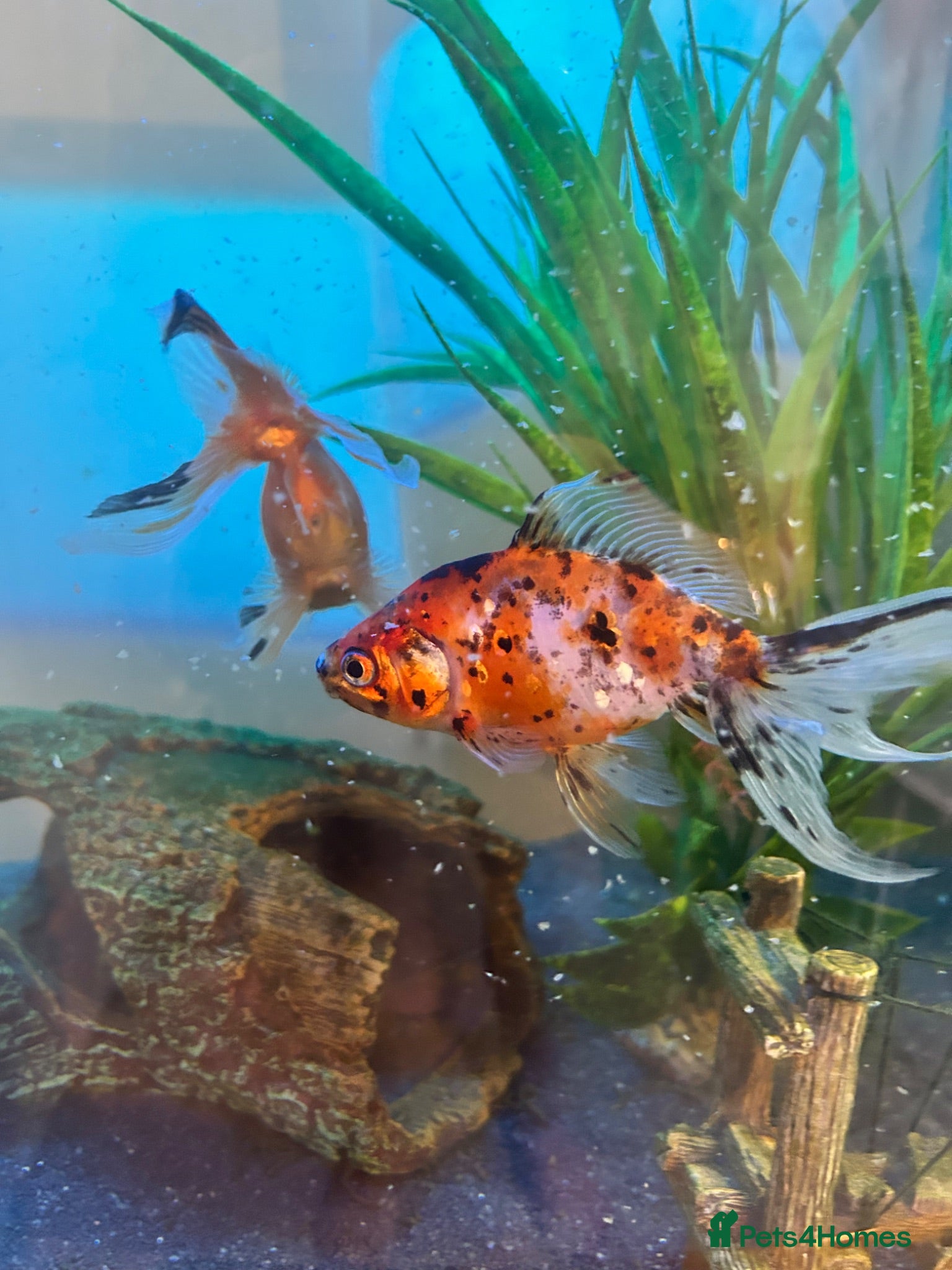 Goldfish fish 2 x goldfish for adoption with free tank - Advert 4