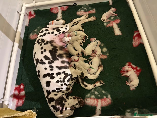 Dalmatian dogs - Advert 6
