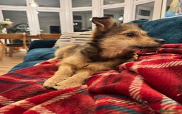 Mixed Breed dogs for adoption: Sweet sugar  - Image 7