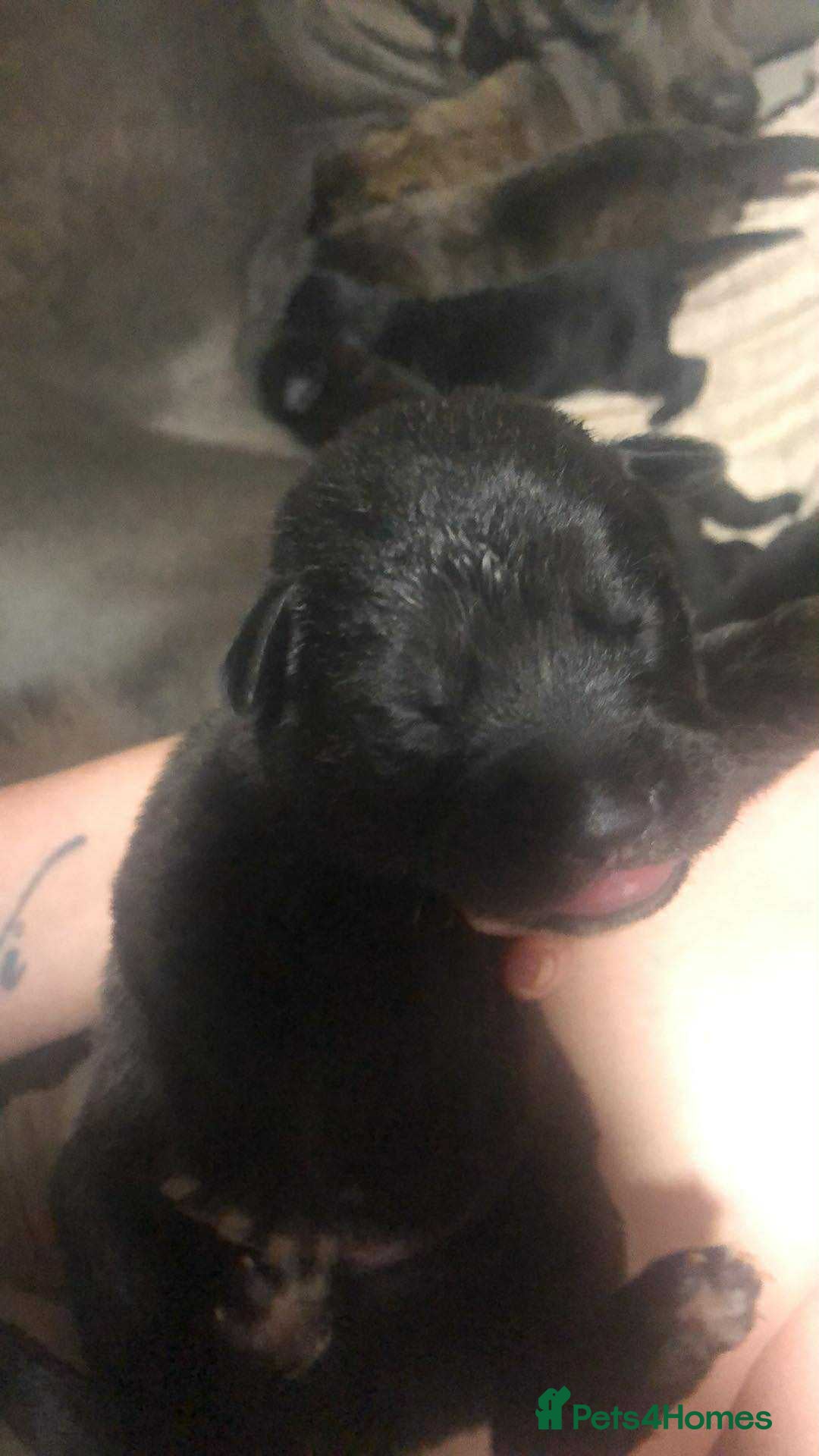 Mixed Breed dogs for sale: Cane corso cross German shepherd puppy’s  - Image 12