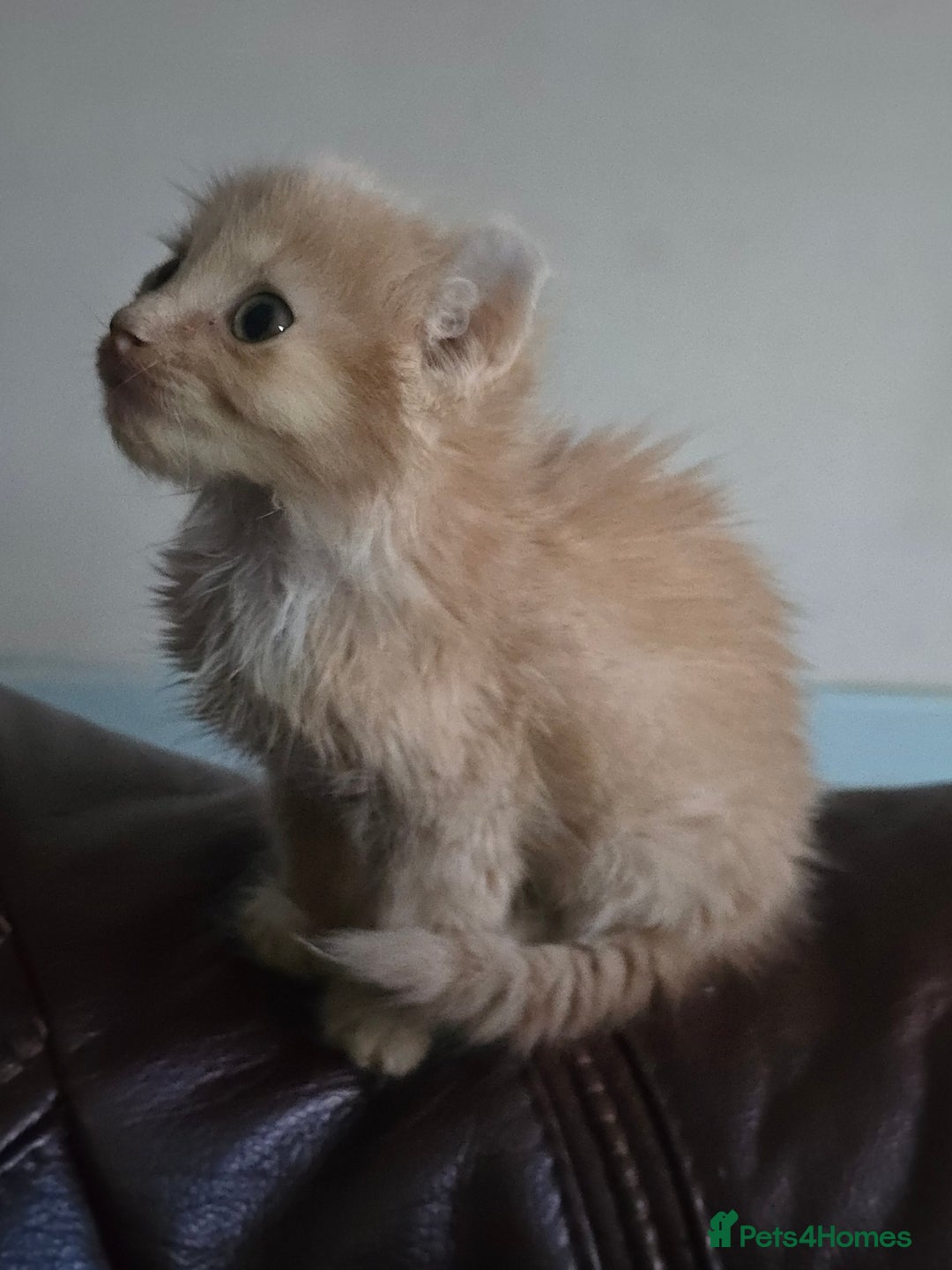 Mixed Breed cats for sale: Beautiful boy and girl  - Advert 16