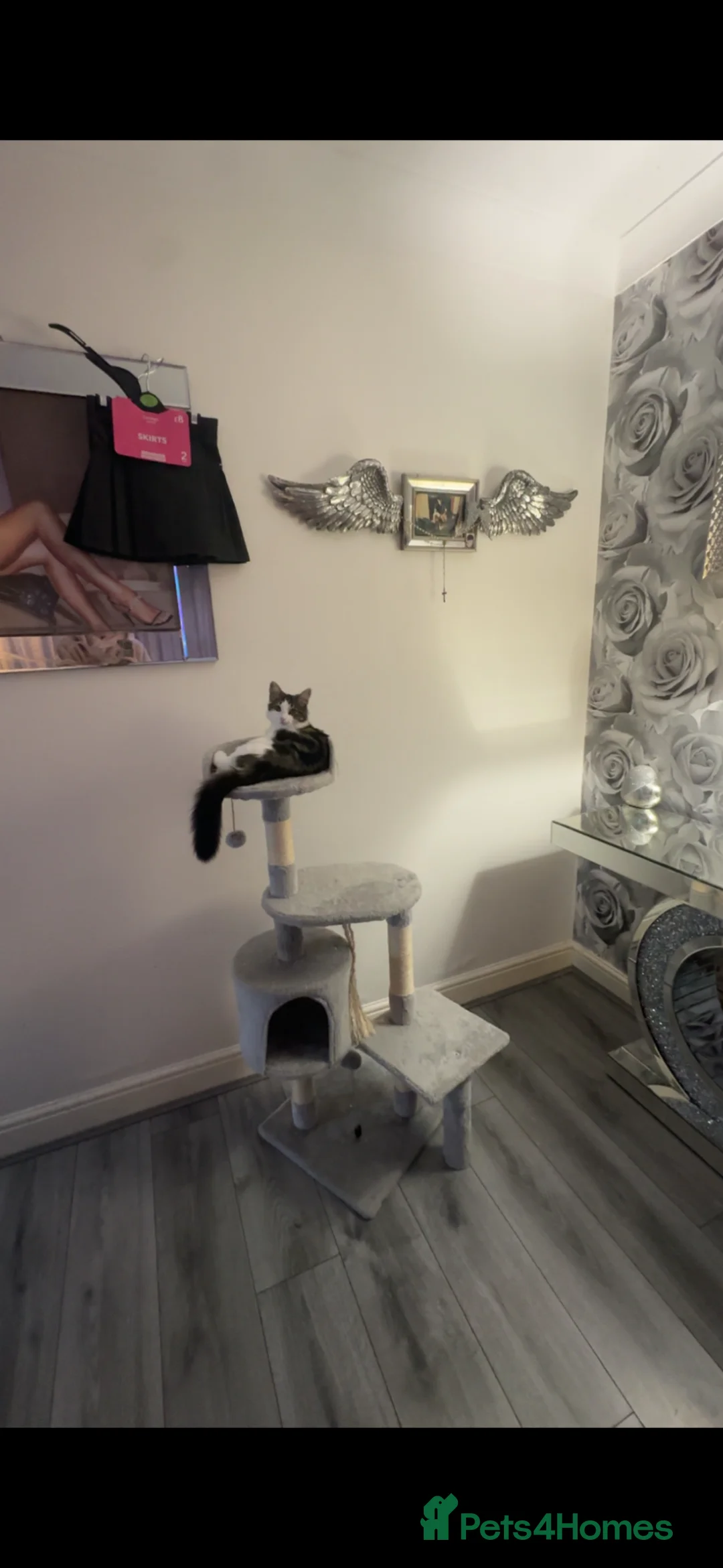 British Longhair cats for sale: Domestic long hair kitten - Advert 1