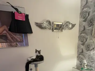 British Longhair cats Domestic long hair kitten - Advert 1