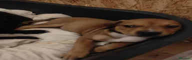 Staffordshire Bull Terrier 3