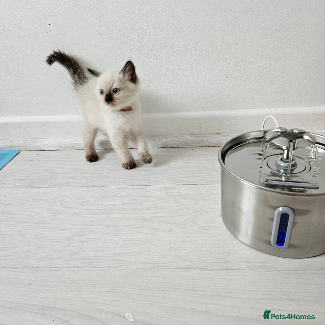 Ragdoll cats for sale: 3 Tica Boys Genetic test Certyficate HCM and PKD  - Image 36