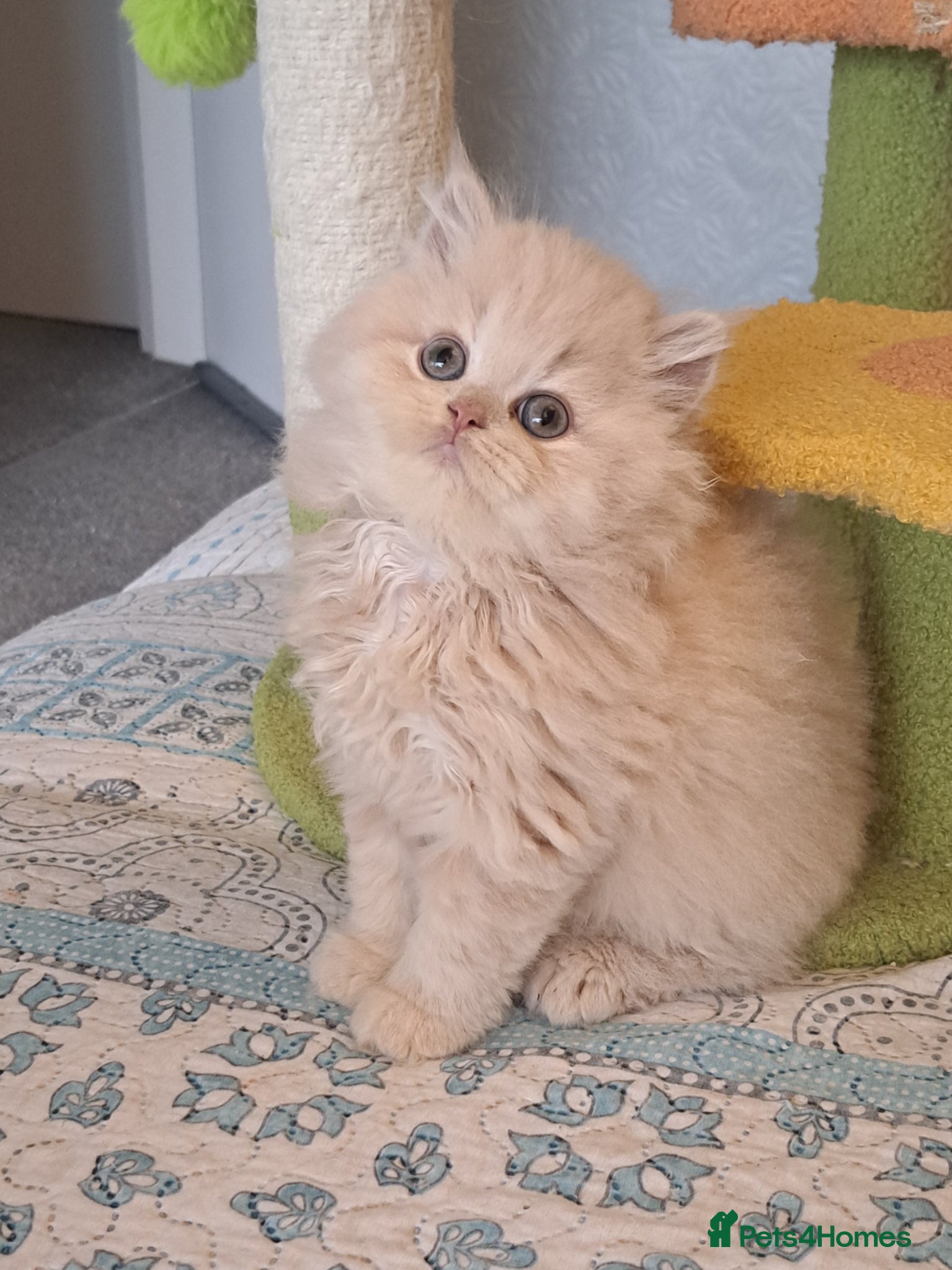 British Longhair cats for sale: Top Quality purebred BLH Kittend - Advert 8