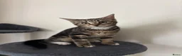 Domestic Shorthair cats for sale: 𝟐 𝐃𝐎𝐌𝐄𝐒𝐓𝐈𝐂 𝐒𝐇𝐎𝐑𝐓𝐇𝐀𝐈𝐑 🤎🩶 - Advert 14