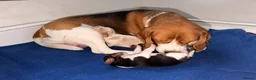 Beagle dogs for sale: Beagle pups both female 1 tri and one lemon - Advert 4