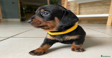 Miniature Dachshund dogs - Advert 7