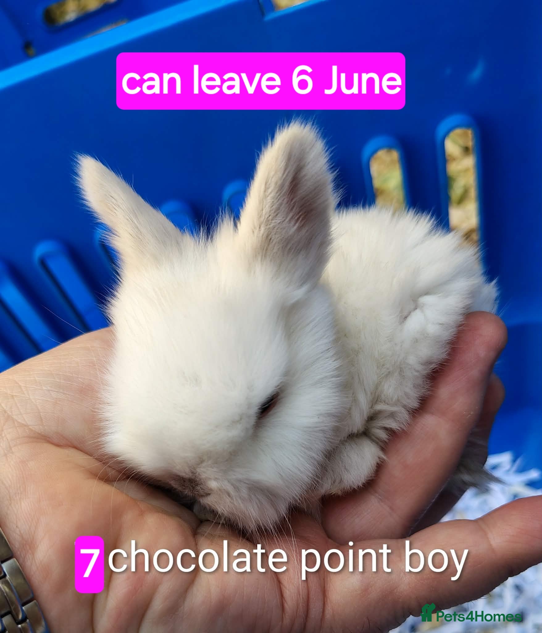 Mini Lop rabbits Baby mini lops gorgeous  - Advert 7