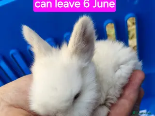 Mini Lop rabbits Baby mini lops gorgeous - Advert 7