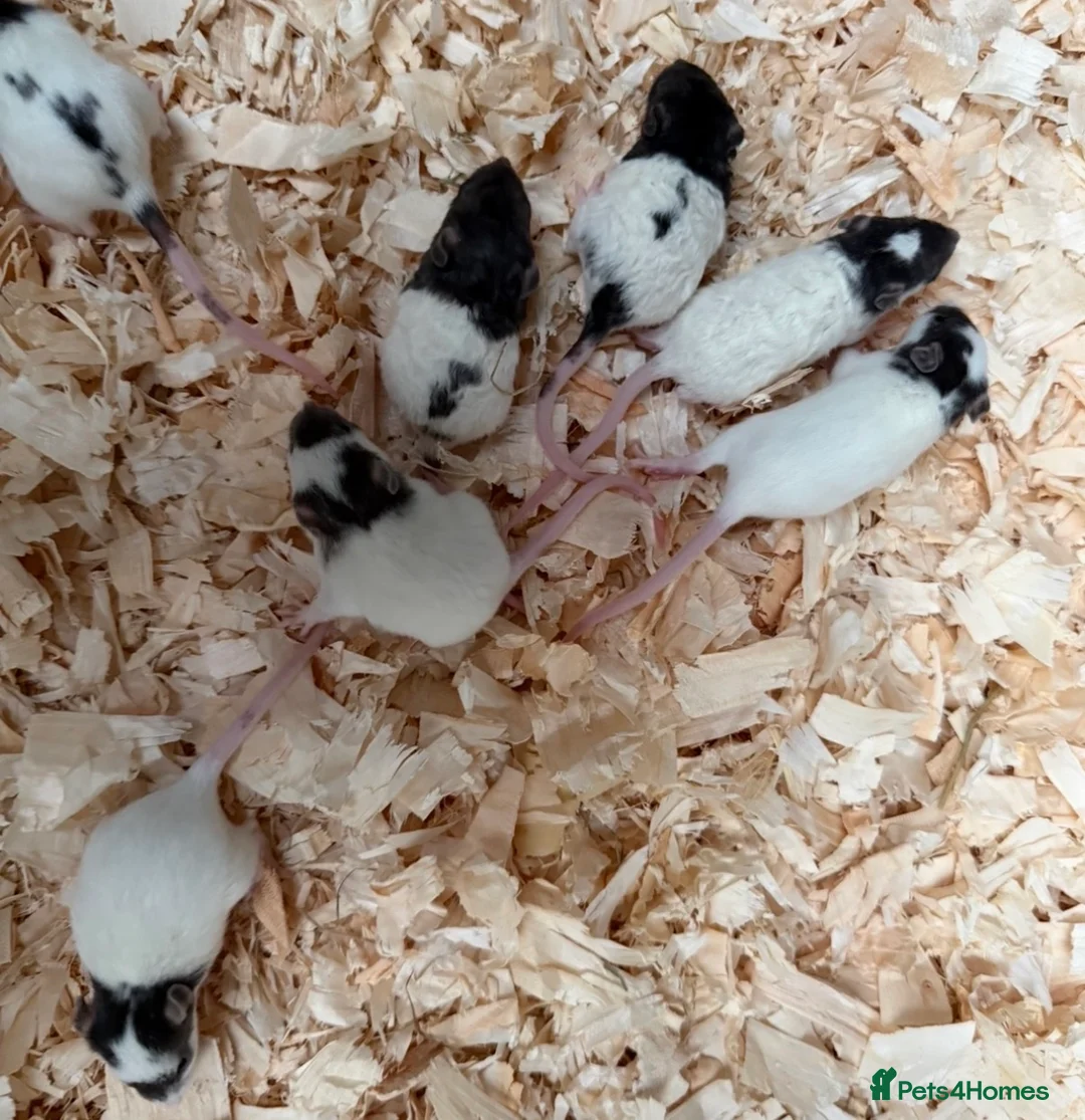 Rat rodents for sale: Baby’s rats ready to go - Advert 2