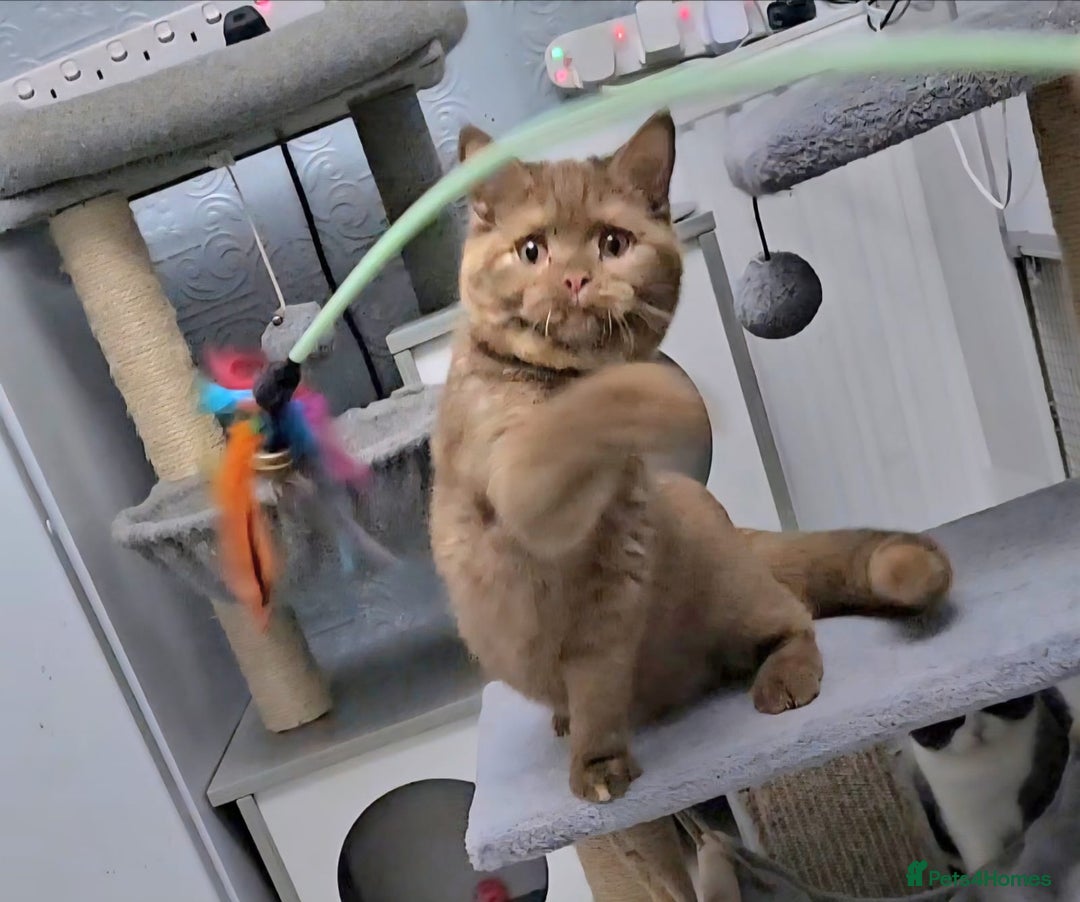 British Shorthair cats for sale: Retired Tica registered British shorthair females  - Image 13