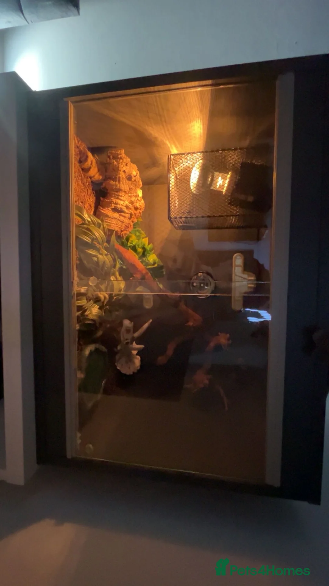 Corn Snake reptiles for sale: Baby female corn snake  - Advert 6