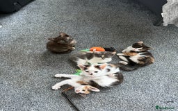 Mixed Breed cats for sale: Kittens for sale - Image 2