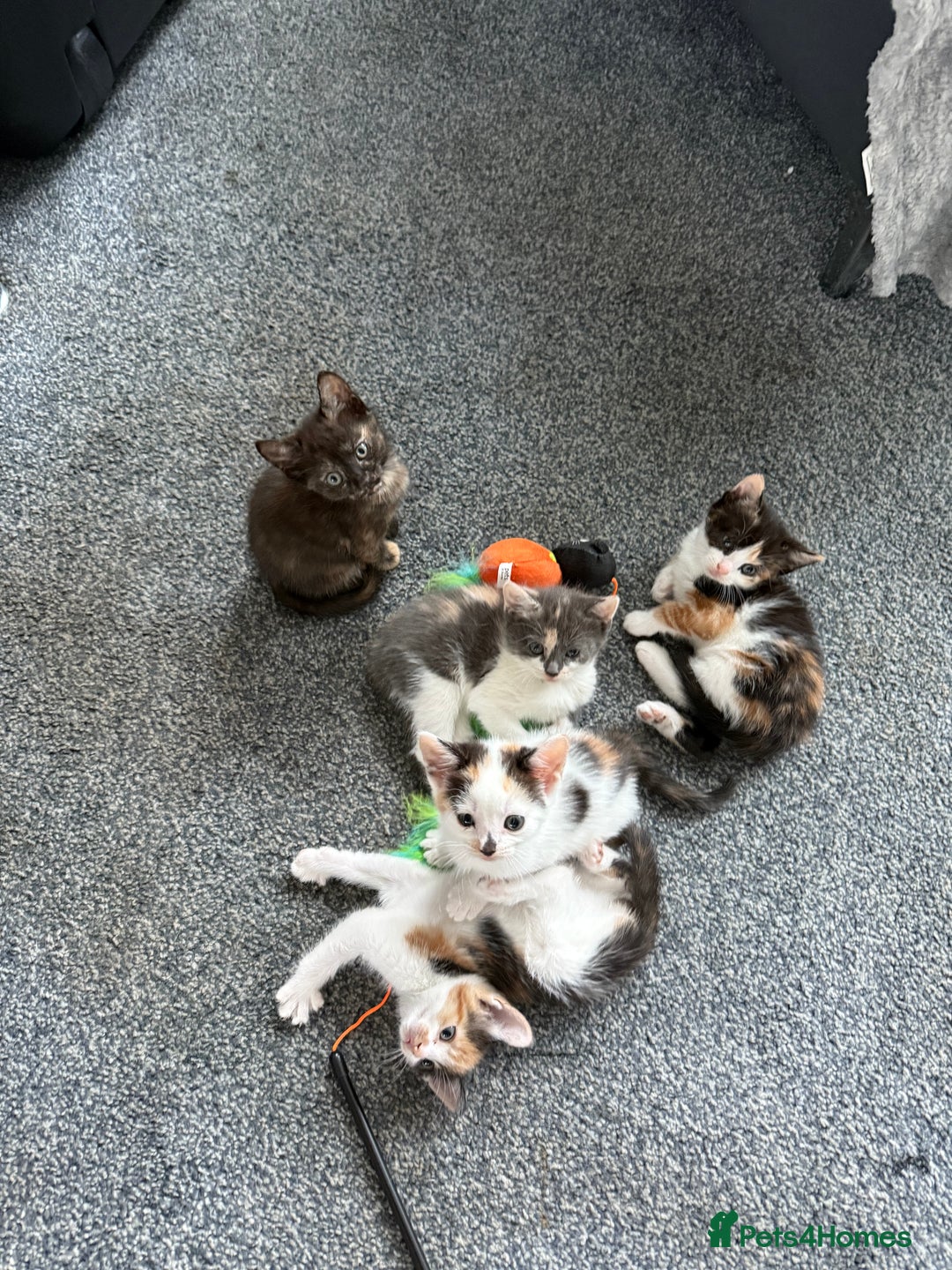 Mixed Breed cats for sale: Kittens for sale - Image 2