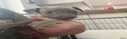 Whippet dogs for sale: Beautiful Blue brindle whippets for sale  - Advert 15