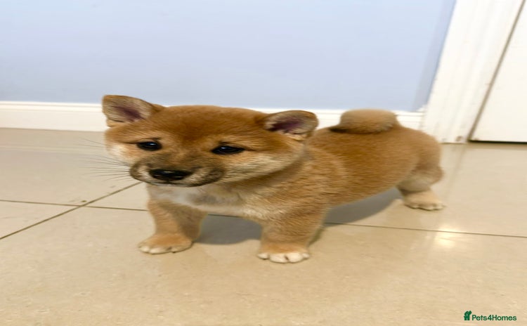 Japanese Shiba Inu dogs Adorable Shiba Inu Puppy – Last One Left! 💕 - Advert 6
