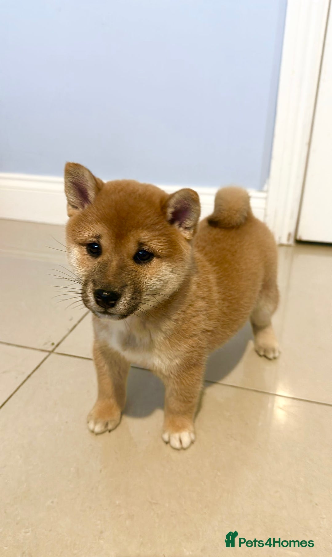Japanese Shiba Inu dogs for sale: 💕 Adorable Female KC REG Shiba Inu Puppy 💕 - Advert 4