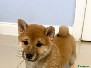 Japanese Shiba Inu dogs Adorable Shiba Inu Puppy – Last One Left! 💕 - Advert 10