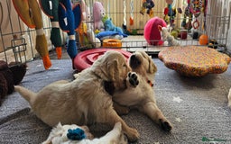 Golden Retriever dogs for sale: Outstanding Kc registered Golden Retriever babies  - Image 10