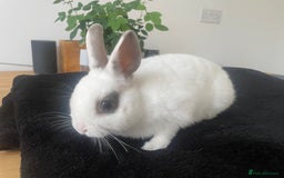 Netherland Dwarf rabbits for sale: Girl rabbits  - Image 1