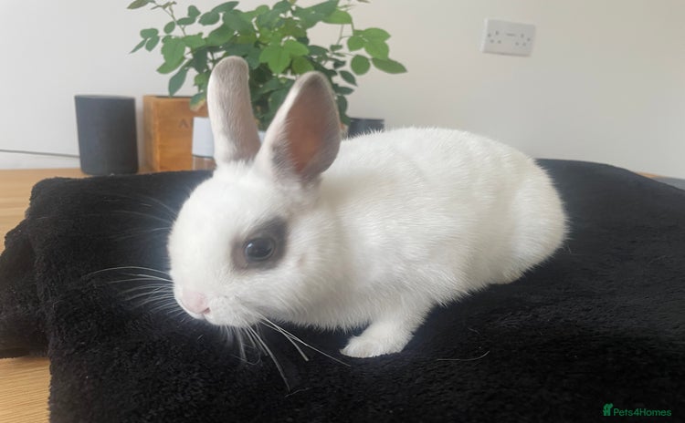 Netherland Dwarf rabbits - Advert 14