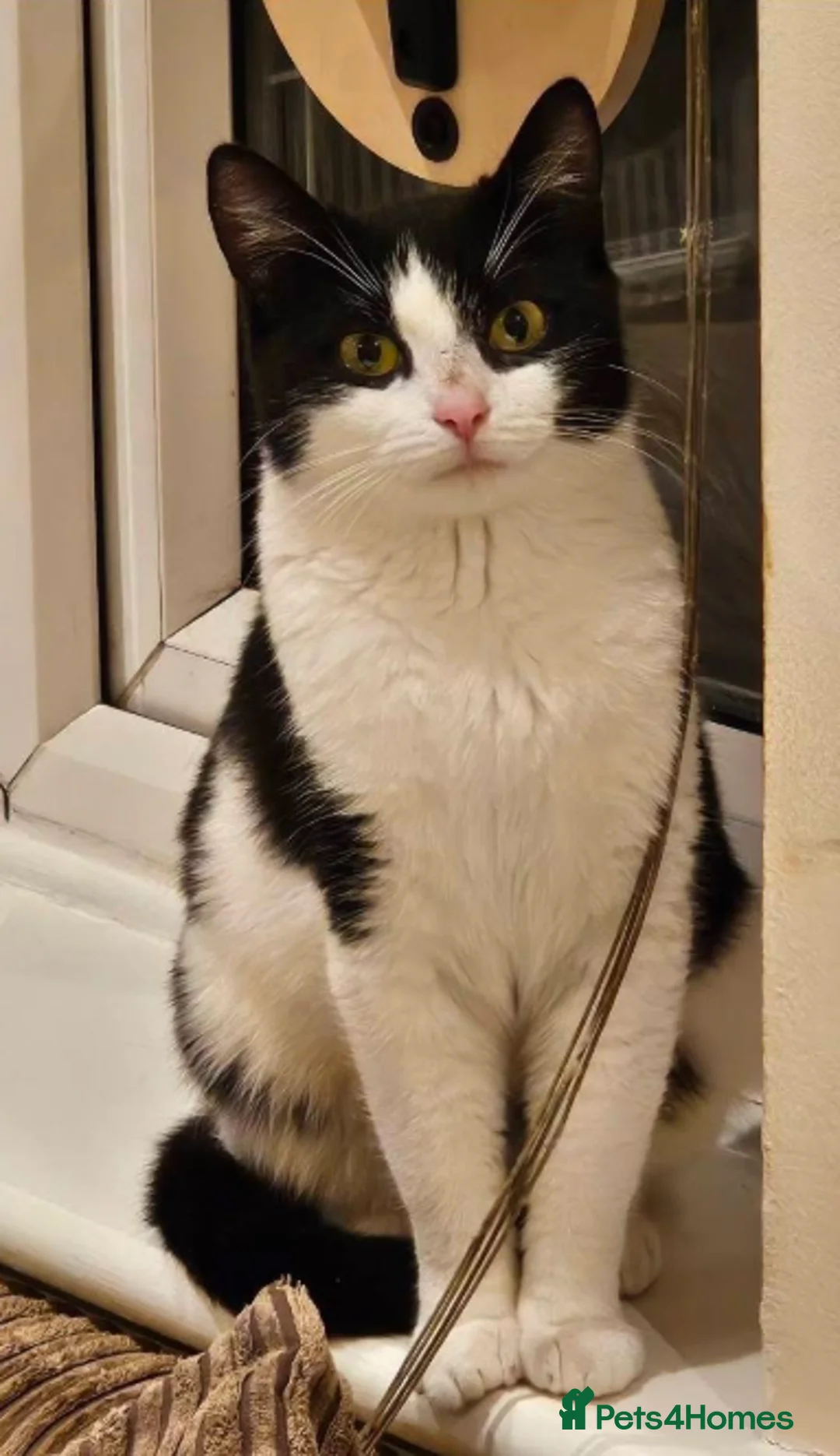 Mixed Breed cats for adoption: Patchy - Advert 1