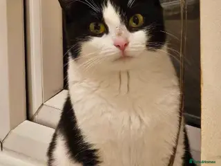 Mixed Breed cats Patchy - Advert 3