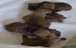 Cairn Terrier dogs for sale: GORGEOUS CAIRN TERRIER PUPPYS - Image 11