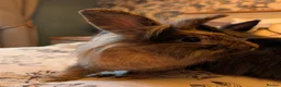 Mini Lion Lop rabbits for sale: Pair of bonded female mini lion lops in Pontefract - Advert 8