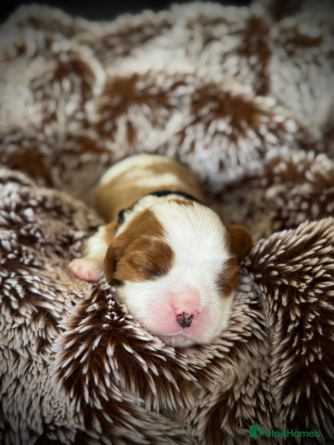 Cavalier King Charles Spaniel dogs for sale: Pedigree KC registered Cavalier Pupies - Advert 2