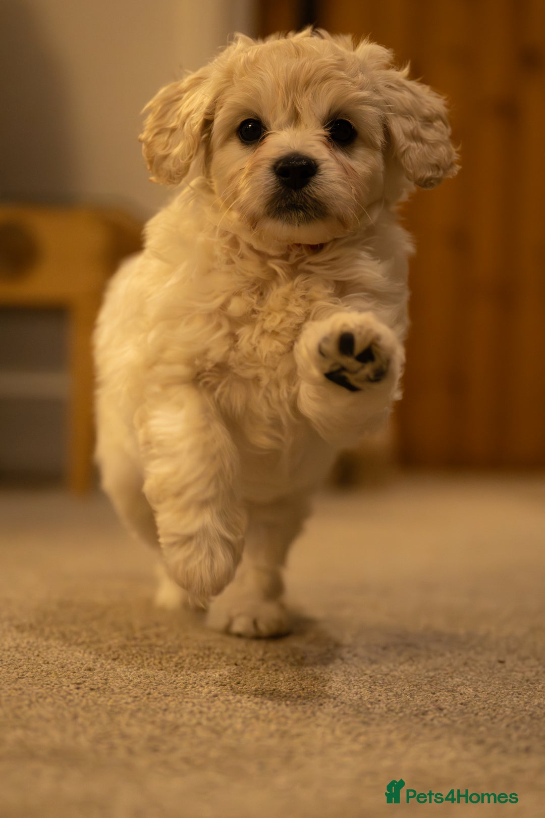 Cavapoochon dogs for sale: All sold now  - Advert 2