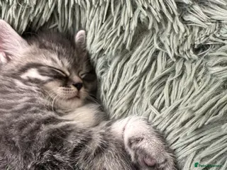 Persian cats Stunning Persian Cross Kittens - Advert 4