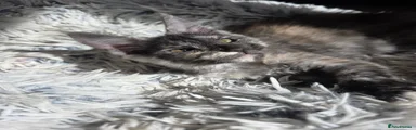 Maine Coon 4 - Red female