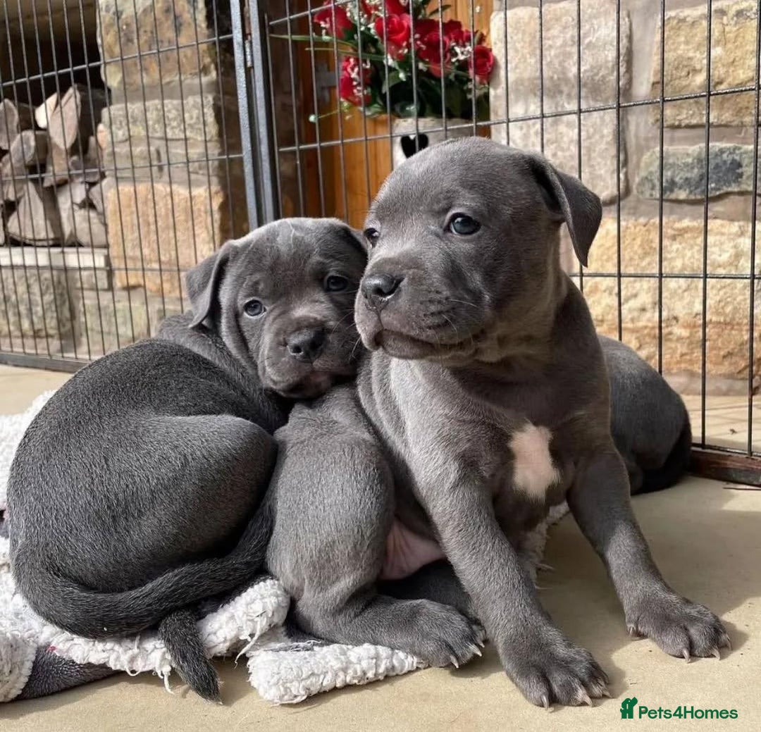 Staffordshire Bull Terrier dogs for sale: Purebred Staffordshire bull terrier puppies - Image 9
