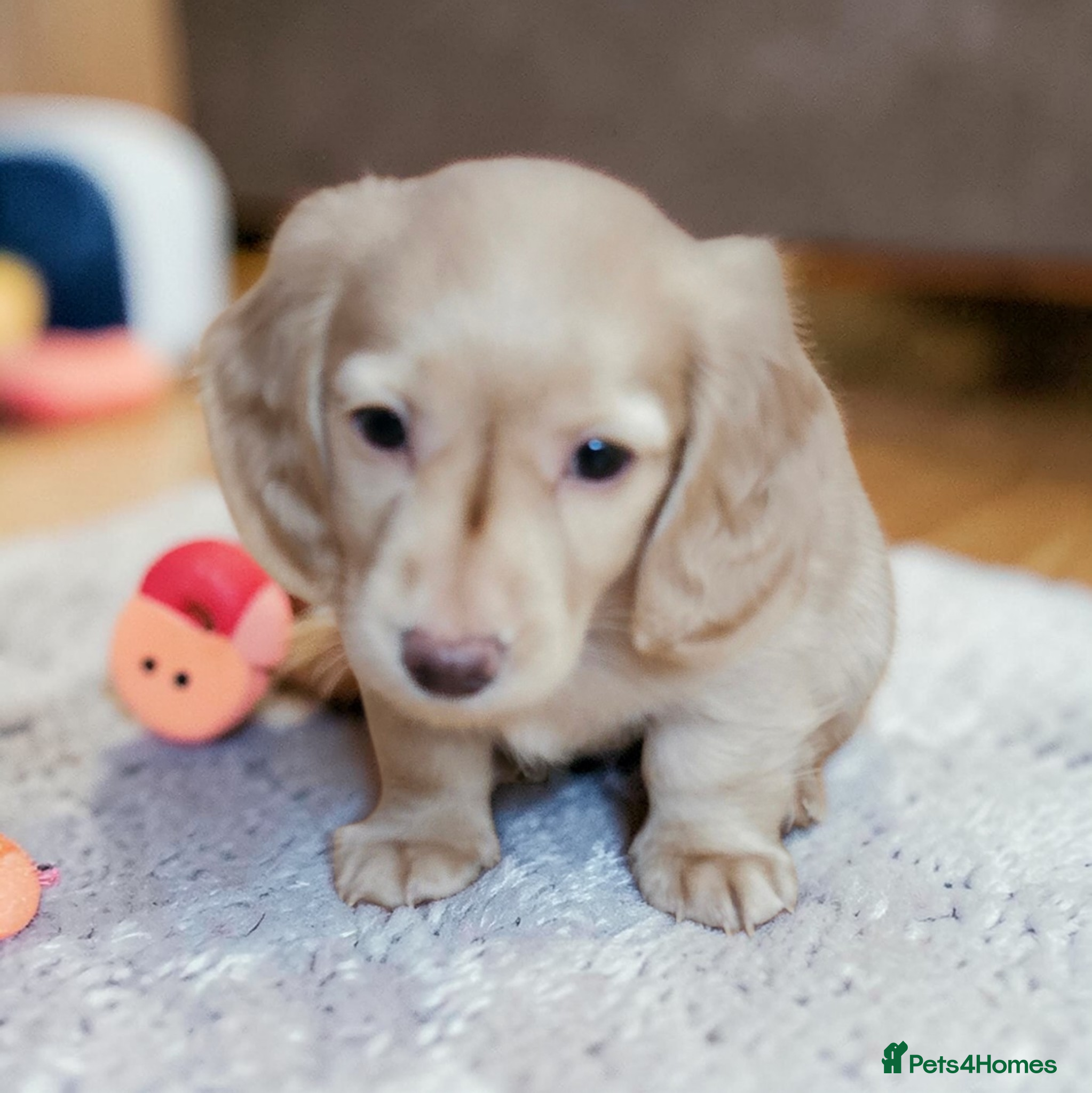 Miniature Dachshund dogs  🔥 English cream girl available 🔥 🔥  - Advert 1
