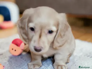 Miniature Dachshund dogs 🔥 English cream girl available 🔥 🔥 - Advert 1