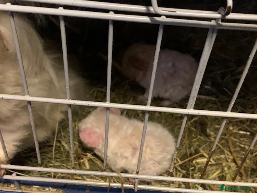 Guinea Pig rodents for sale: Beautiful Baby Texels HP18 - Advert 2