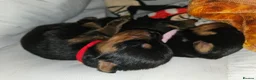 Rottweiler dogs for sale: Strong working line Rottweiler pups for sale in Dartford - Advert 2